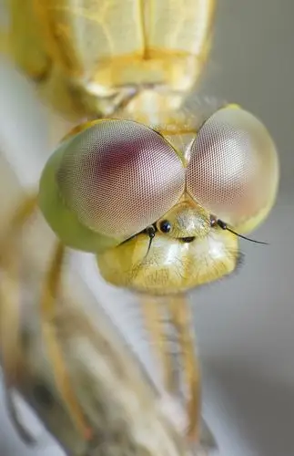 蜻蜓复眼