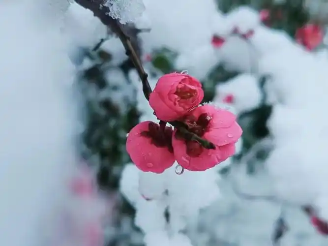 傲雪寒梅