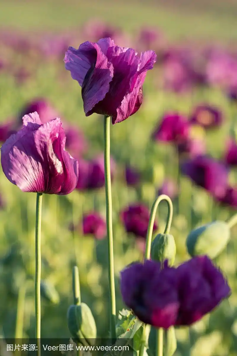 紫色的罂粟花在春天的田野上详细地绽放