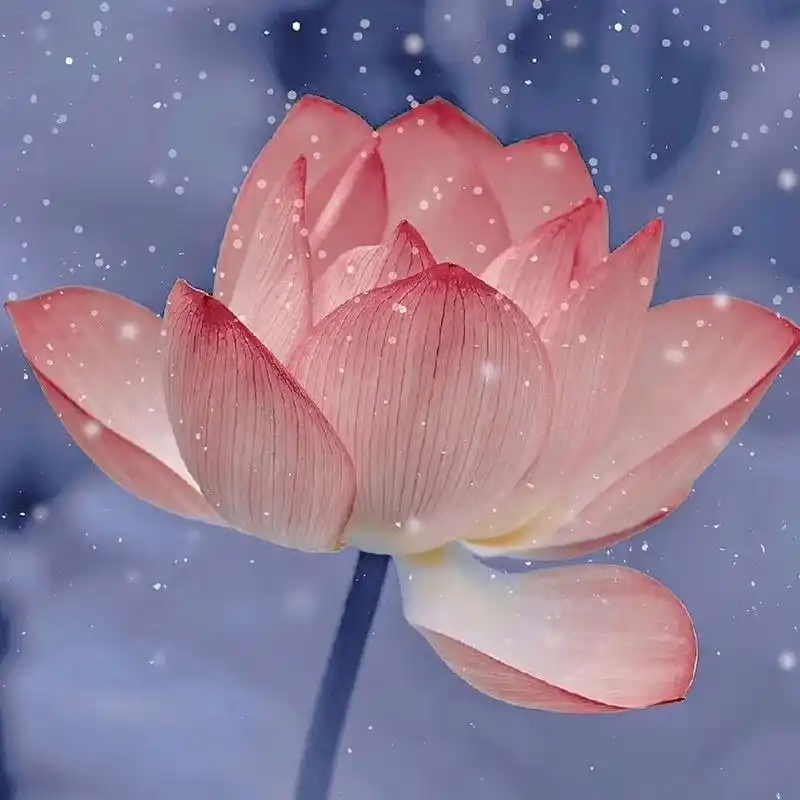 超火佛系荷花头像 佛系女孩必备 快点/他一起用吧