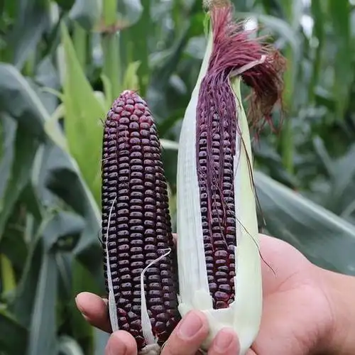 【两件减5元】密农人家紫糯玉米_口感黏糯4斤