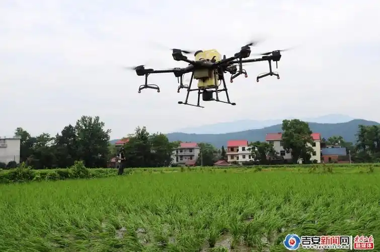 安福无人机喷药助力早稻田管