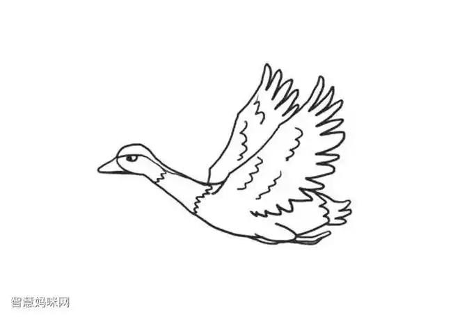 大雁简笔画图片大全-简笔画-369作文网