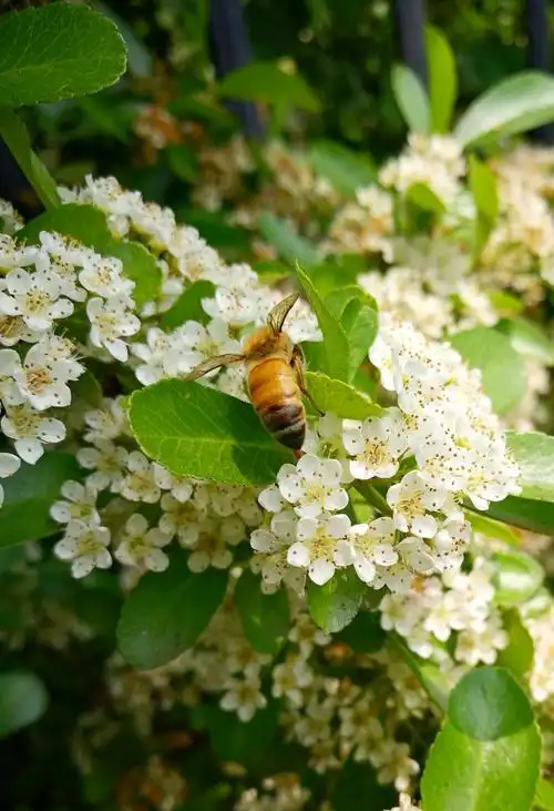 我拍花开之火棘花篇～_【手机随拍】