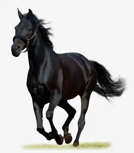 黑色骏马