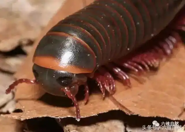 世界上现存最大的马陆(大家害怕的千足虫)(1)