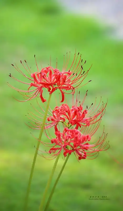 曼珠沙华(彼岸花)