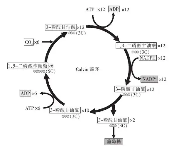 暗反应是指利用光反应产生的atp和nadph来还原co2并产生葡萄糖的过程