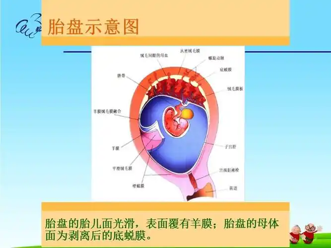 胎盘的超声检查