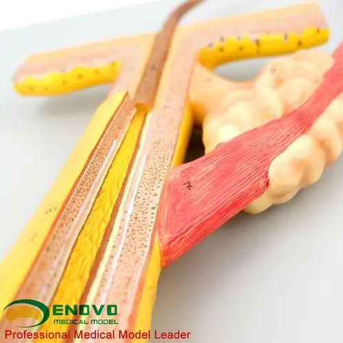 enovo颐诺毛发毛囊头发解剖结构模型 化妆美容美发教学培训头发