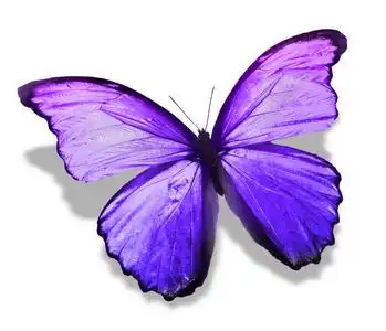 紫色的蝴蝶翅膀图片