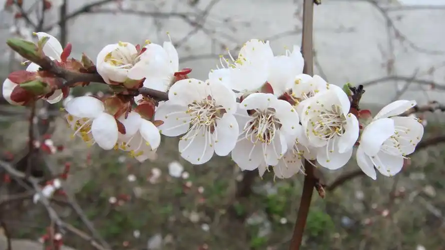 洁白的杏花特写