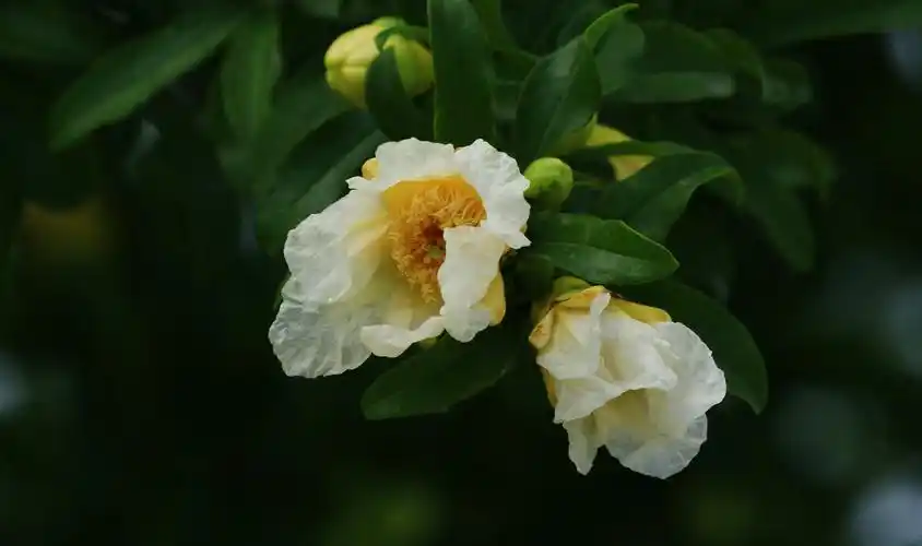 五月榴花红似火,2020.5.12