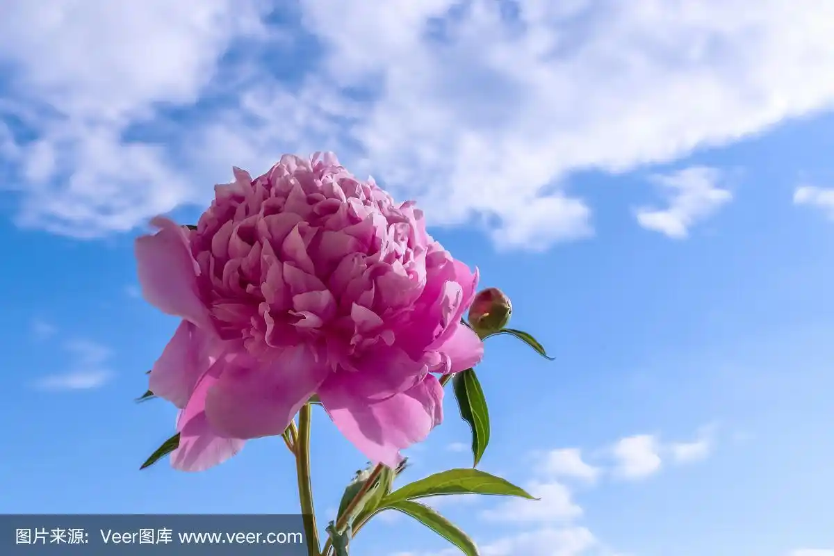 蓝天背景下的牡丹.