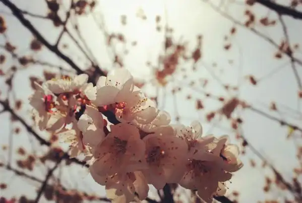 有些伤痛何须言明伤感意境唯美图片