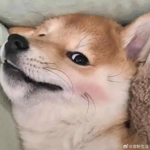 汪星人#柴犬头像 |情头来啦!