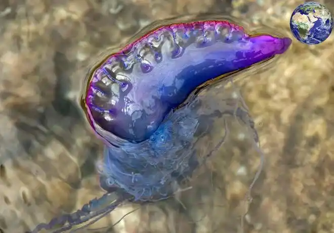 水母来说,发光并不总是能够带来好运,有时候吸引来的不是猎物而是天敌