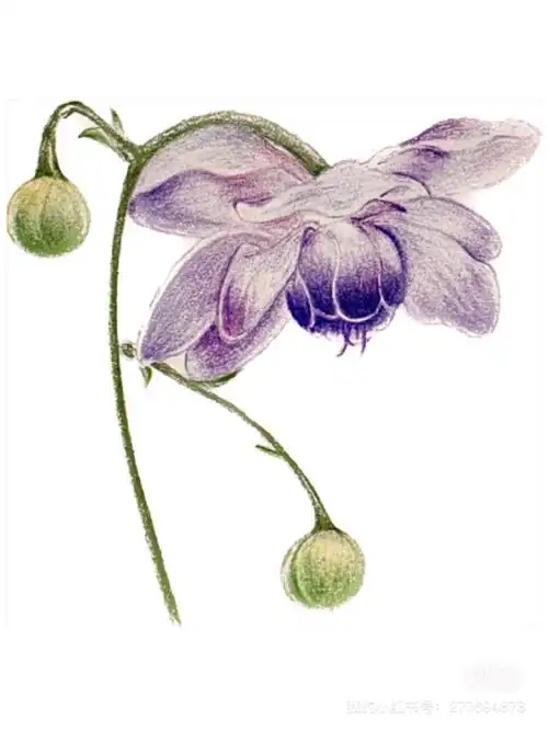 彩铅画花卉附详细步骤图色号