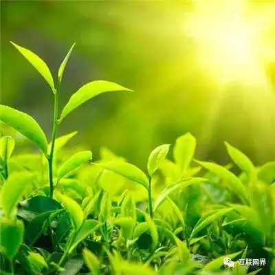 寓意好的头像图片 寓意好的图片头像图片带来好运_布阁拉