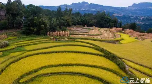 组图利川田园丰收曲长坪稻田惹人醉