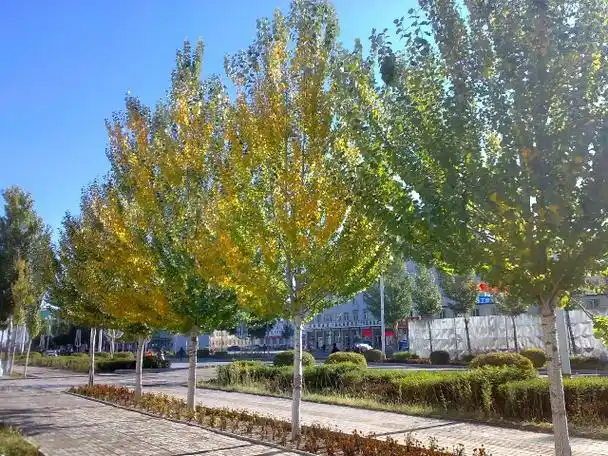 锡盟街头的行道树,准备迎接冬天了?来点金黄幻色,欢迎南方客人 !