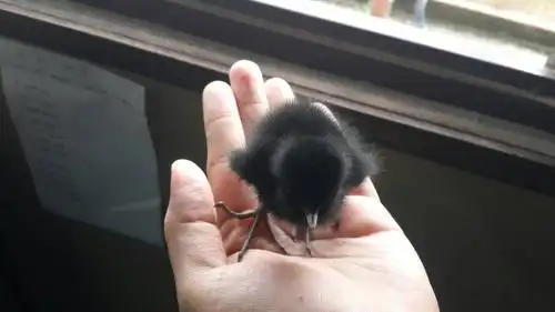 小乌鸦宝宝要怎样养?