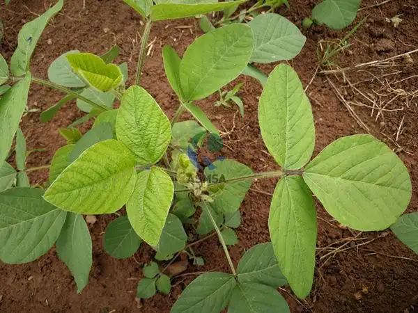 大豆用什么样的叶面肥好?