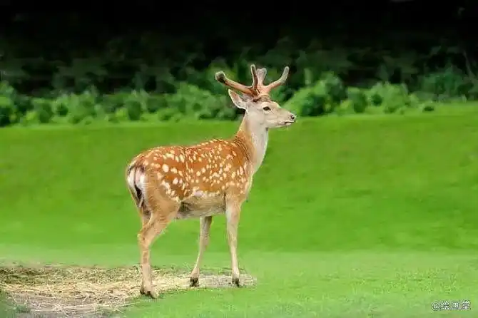 彩铅教程:可爱的梅花鹿画法步骤