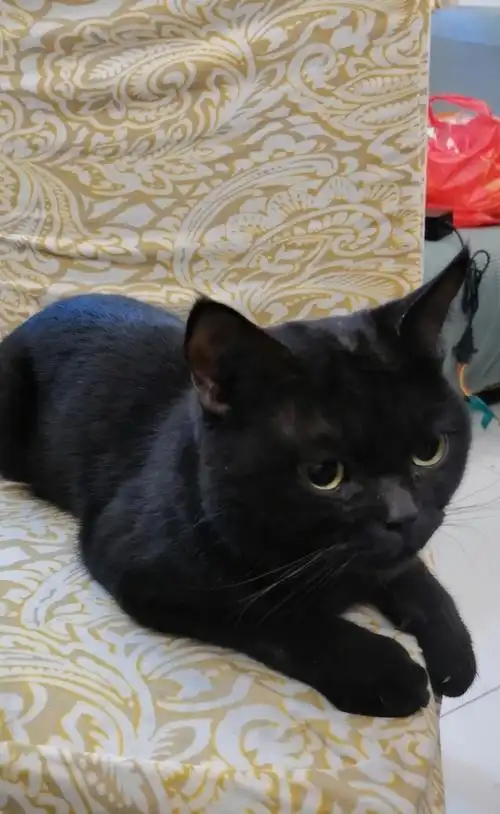 北京领养 黑色英短