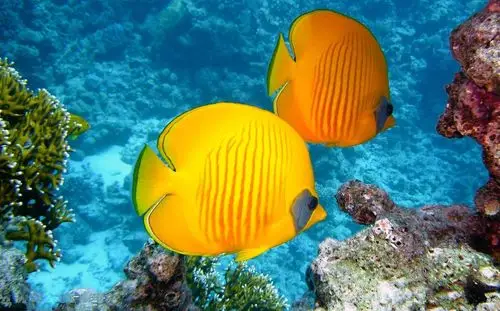 漂亮的热带鱼桌面锁屏_可爱欢快的热带鱼_动物壁纸