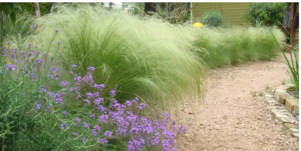 分享观赏草细叶针茅