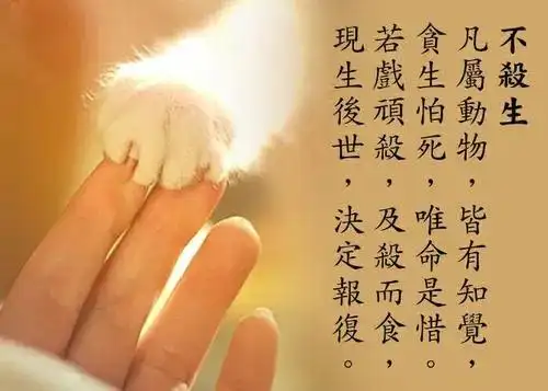 在《分别善恶报应经》上说了杀生有十种恶报——一,冤家转多.