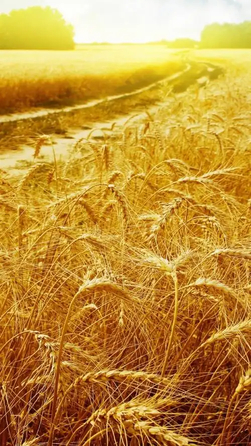 6plus高清壁纸不是高                    注我主页 风吹麦浪金色