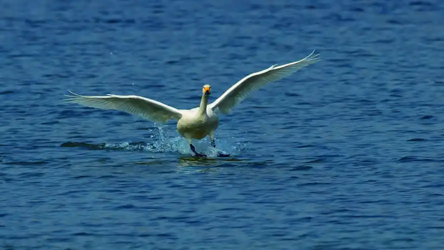 飞版白天鹅一南海子公园