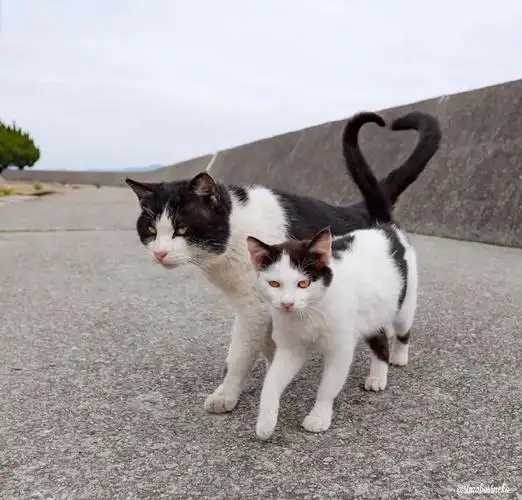 成双成对秀恩爱的猫咪,可爱暴击,我酸了!