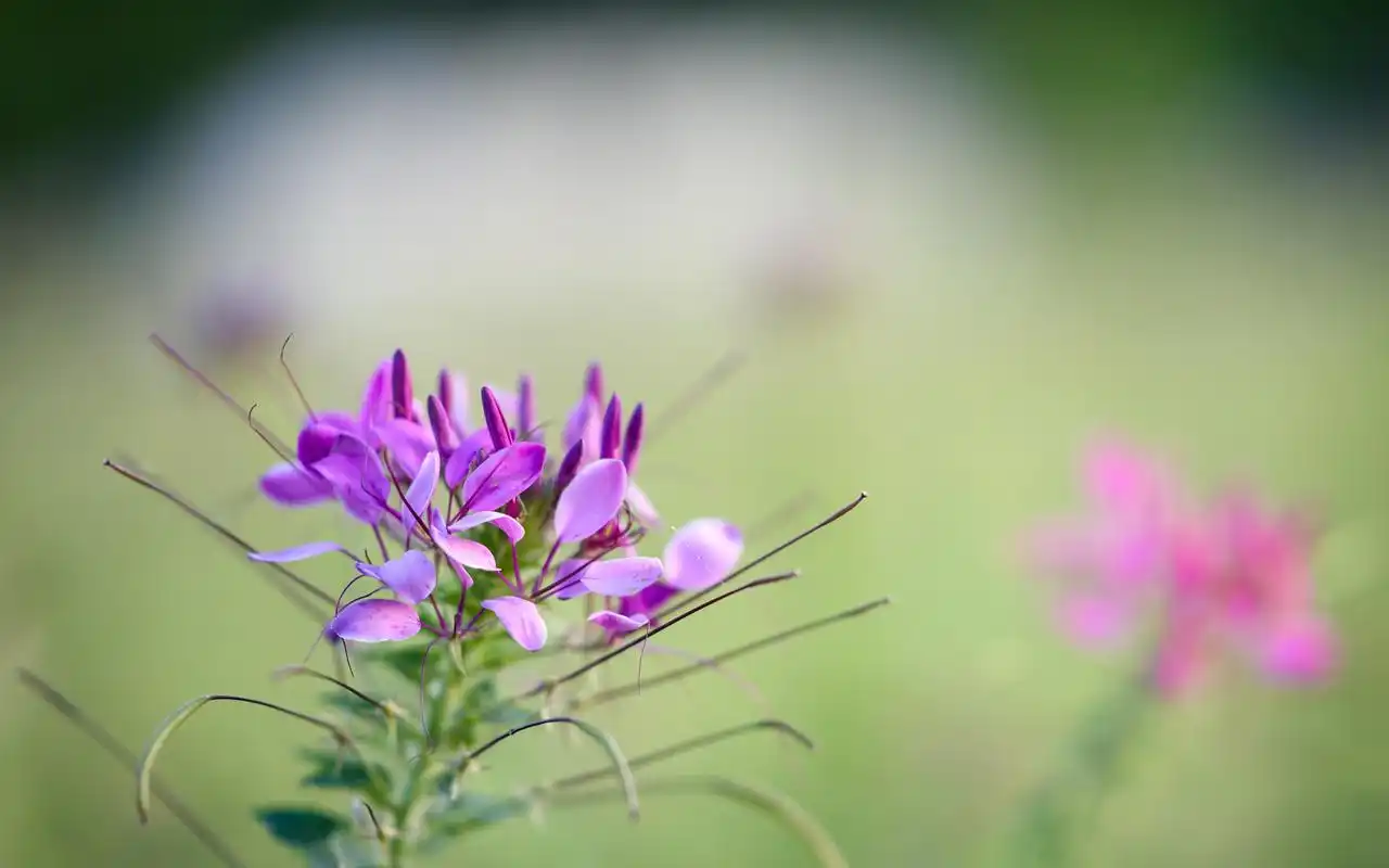 小清新优美的醉蝶花