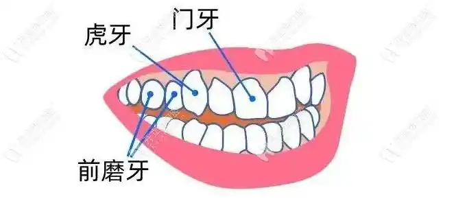 虎牙,就是从门牙数起的第三颗牙齿,又被称为尖牙或犬牙,大概在十二三