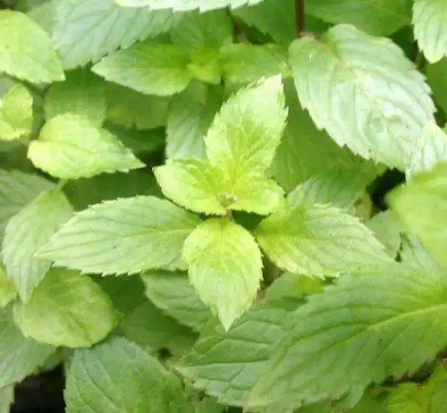 苏格兰薄荷 scotch spearmint