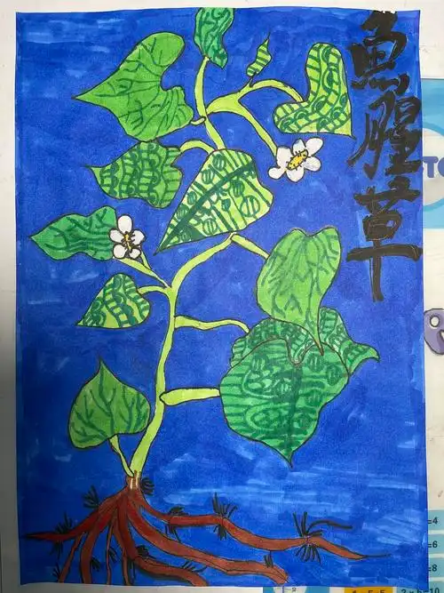 8岁美术作业——鱼腥草