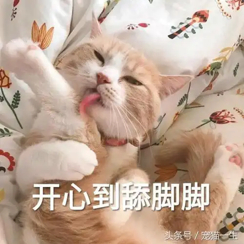 一大波最近很火的猫咪搞笑表情包奉上