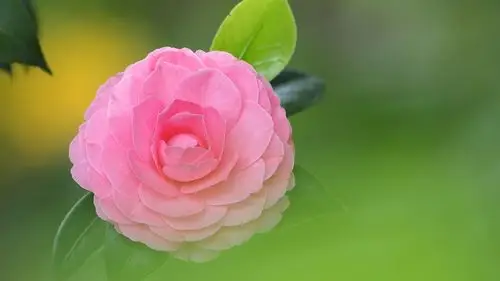 简约风格清新大自然唯美植物电脑桌面壁纸下载