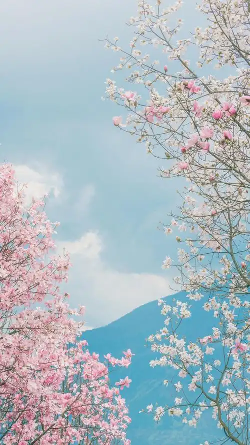 花朵小清新类手机壁纸!