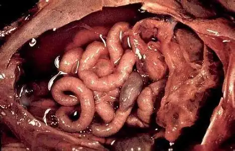 谁有莲蓬图全身的, 就是莲蓬乳升级到全身的最恶心的.急求啊!