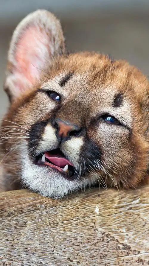 可爱的小狮子 iphone 壁纸