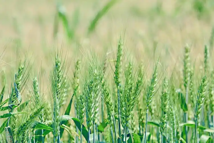 青青的麦子青青的美丽原创摄影