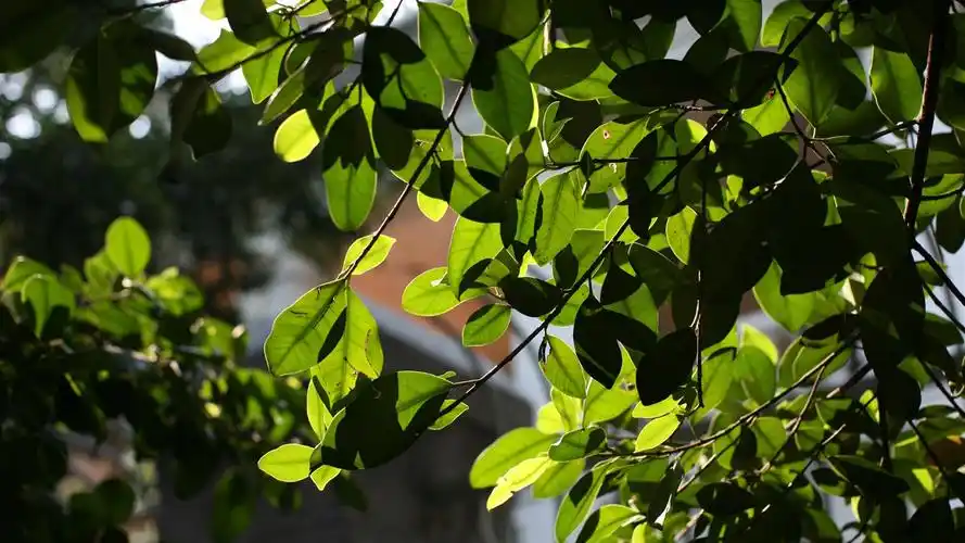 佳能eos 5d 样张壁纸 (评测样张)12 - 1366x768