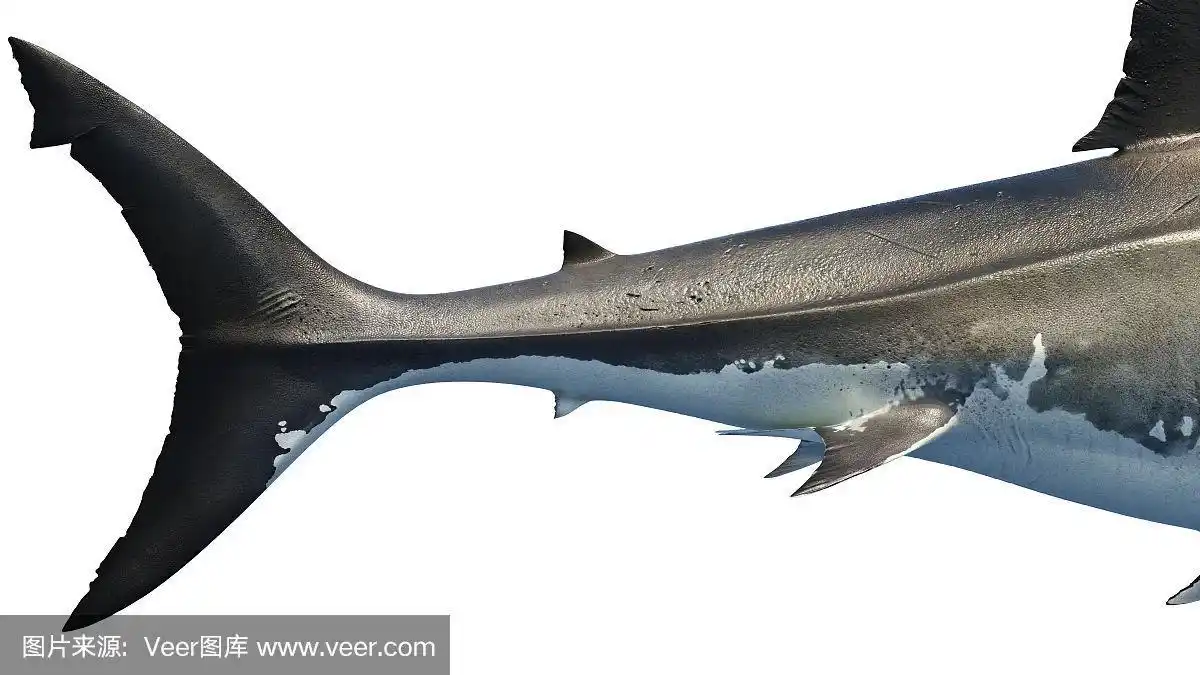 大白鲨是海洋捕食者,大尾巴,侧视图
