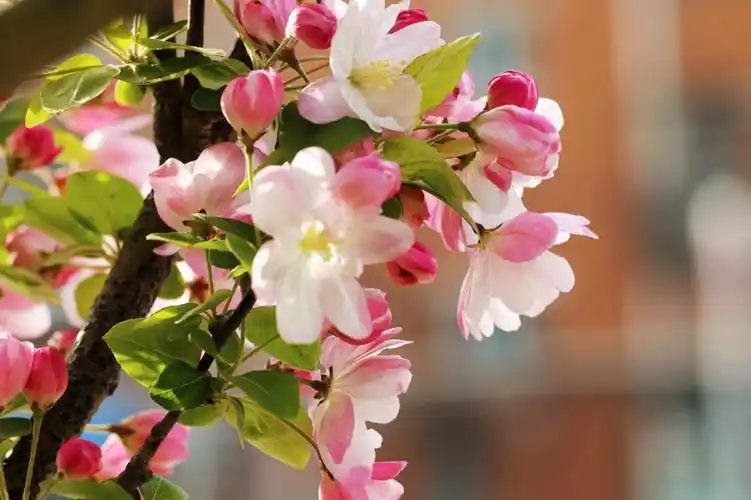 西府海棠就是这么美,春天满枝粉香花,秋来一树"小苹果"!