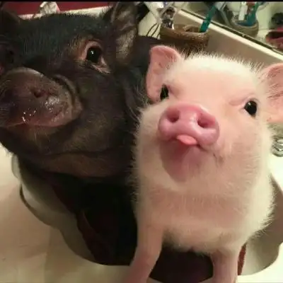 林知晚可爱搞怪萌宠情头一对两张