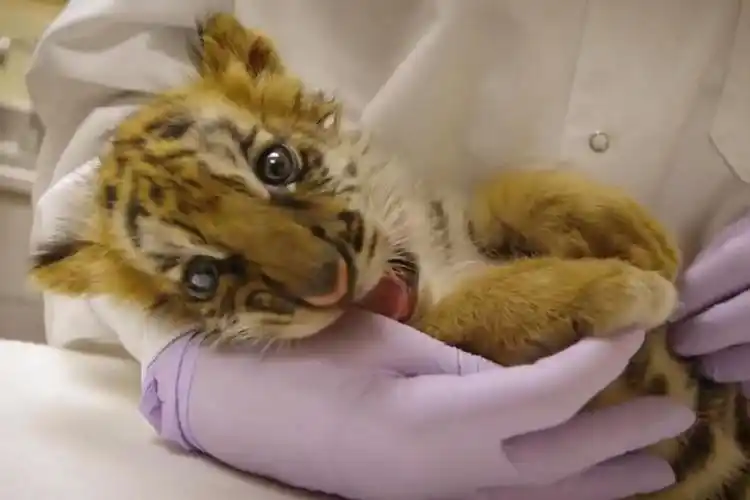 萌宠萌萌的老虎幼崽活泼又可爱